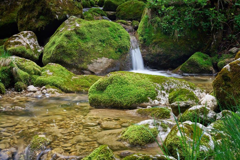 Exploring the Science behind Algae Oil and Its Anti-Inflammatory Properties