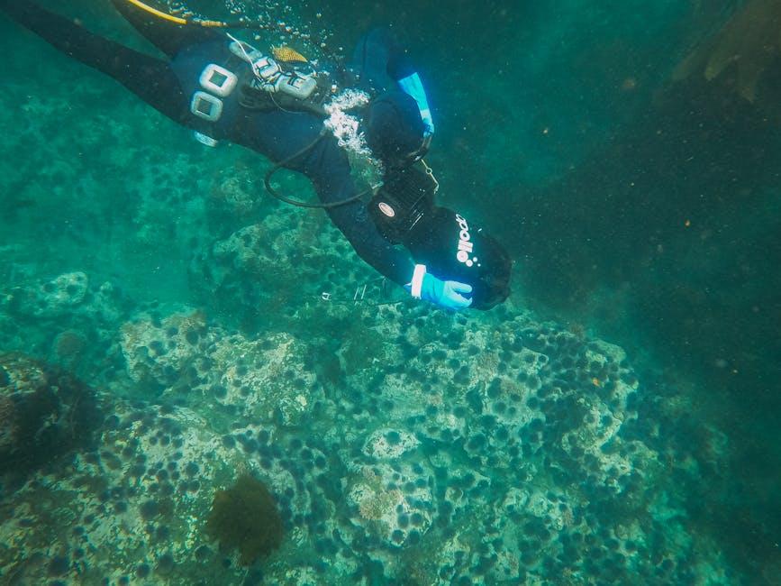 echoes‍ of the Ocean: Exploring the Health ​of Marine Ecosystems in Fish ⁤Oil Production