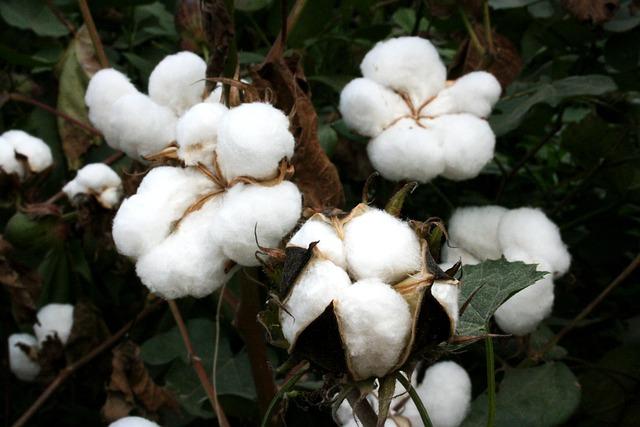 Breathability Matters: Why Organic Cotton Underwear⁣ Keeps You⁢ Fresh