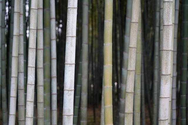Environmental Impact: The⁣ Eco-Friendly ‍Choice for​ Sustainable Oral Care