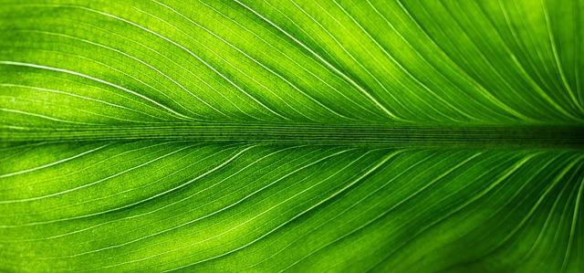 The ‍Eco-Friendly choice for Conscious Travelers